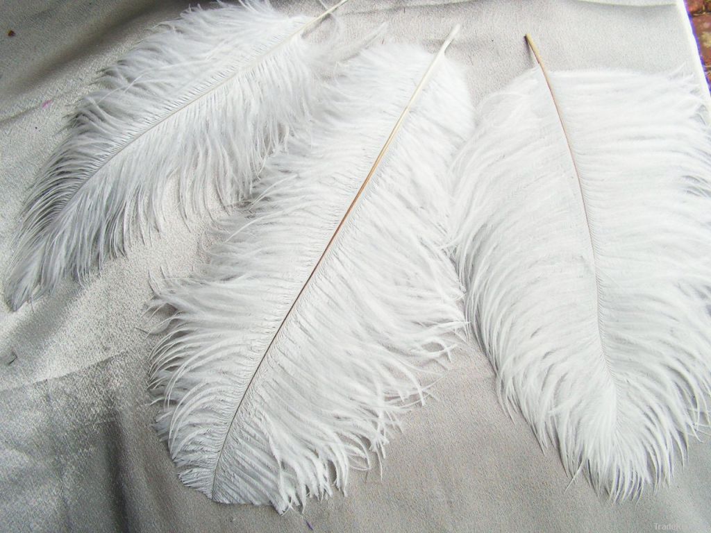 natural ostrich feather