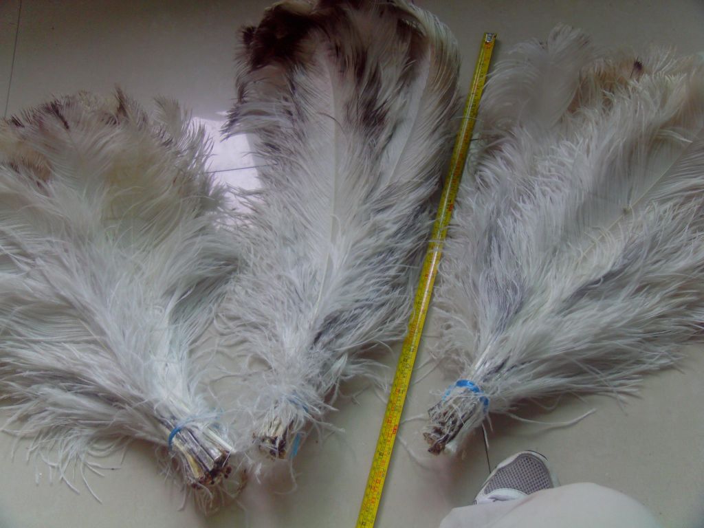 natural ostrich feathers