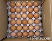 Fresh Chicken Eggs