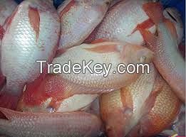 Frozen  Black and Red Tilapia Fish Whole Round Farm Feed Whole For sale