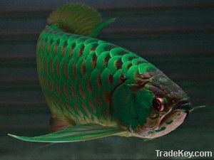 Top quality Asian Arowanas