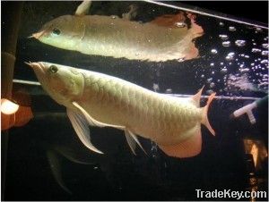 Green and blue Arowanas