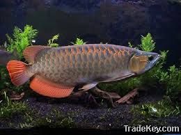 Diversed Arowana fish for sale