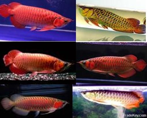 Chili Red arowana