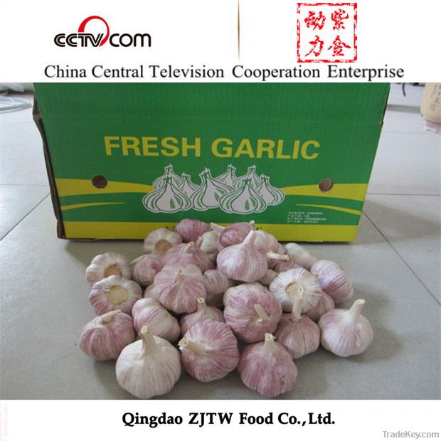 ZJTW New Crop Fresh Garlic