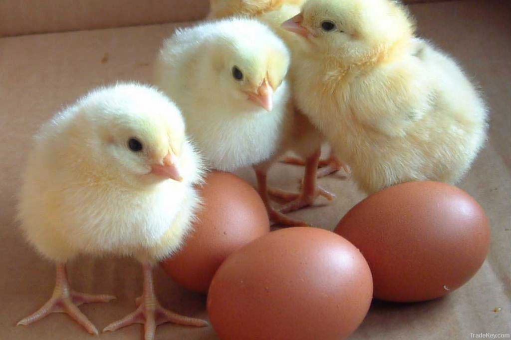 Chicken hatching eggs
