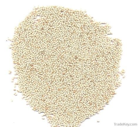 Sesame Seed