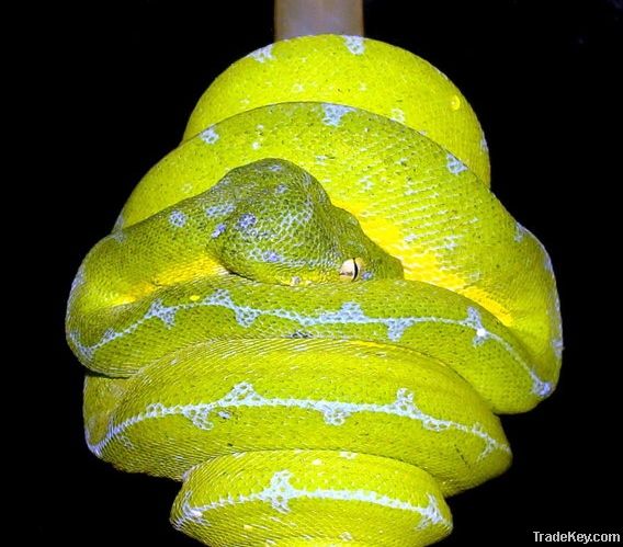 Green Tree Python