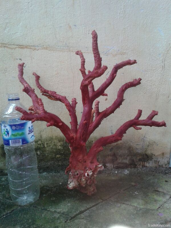 Red Coral Solid