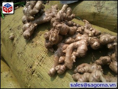 Fresh ginger