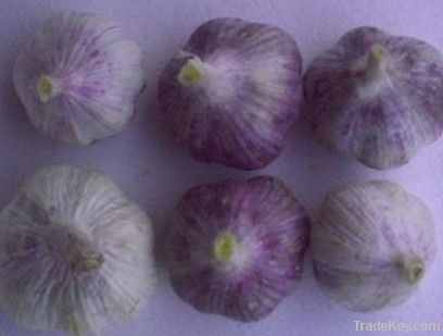 FRESH PURPLE SKIN GARLIC