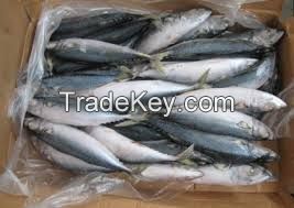 Pacific Mackerel (Scomber Japonicus)