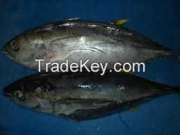 Frozen Yellowfin Tuna Whole round and Gilled & Gutted