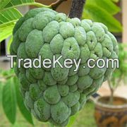 Quality Custard Apple (Shareefa)