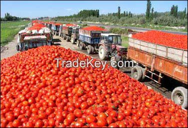 Tomato Paste and Sauce brix 28-30% , 30-32% , 36-38%