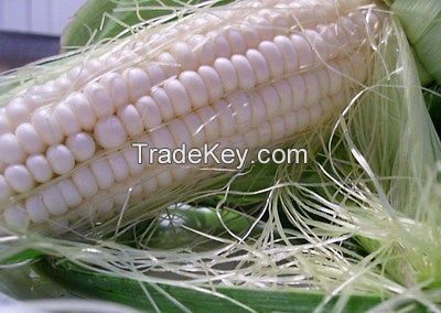 Non GMO white maize/Yellow corn/Non-GMO soybean seed