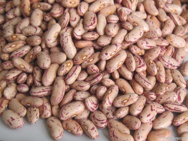 Light Speckled Kidney Beans