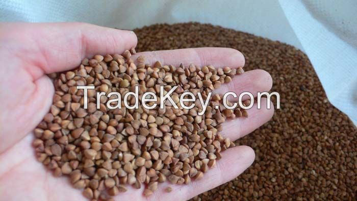 China buckwheat-roasted, factory price quality guarantee