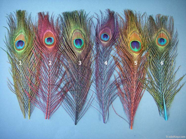 peacock and ostrich feathers for sale