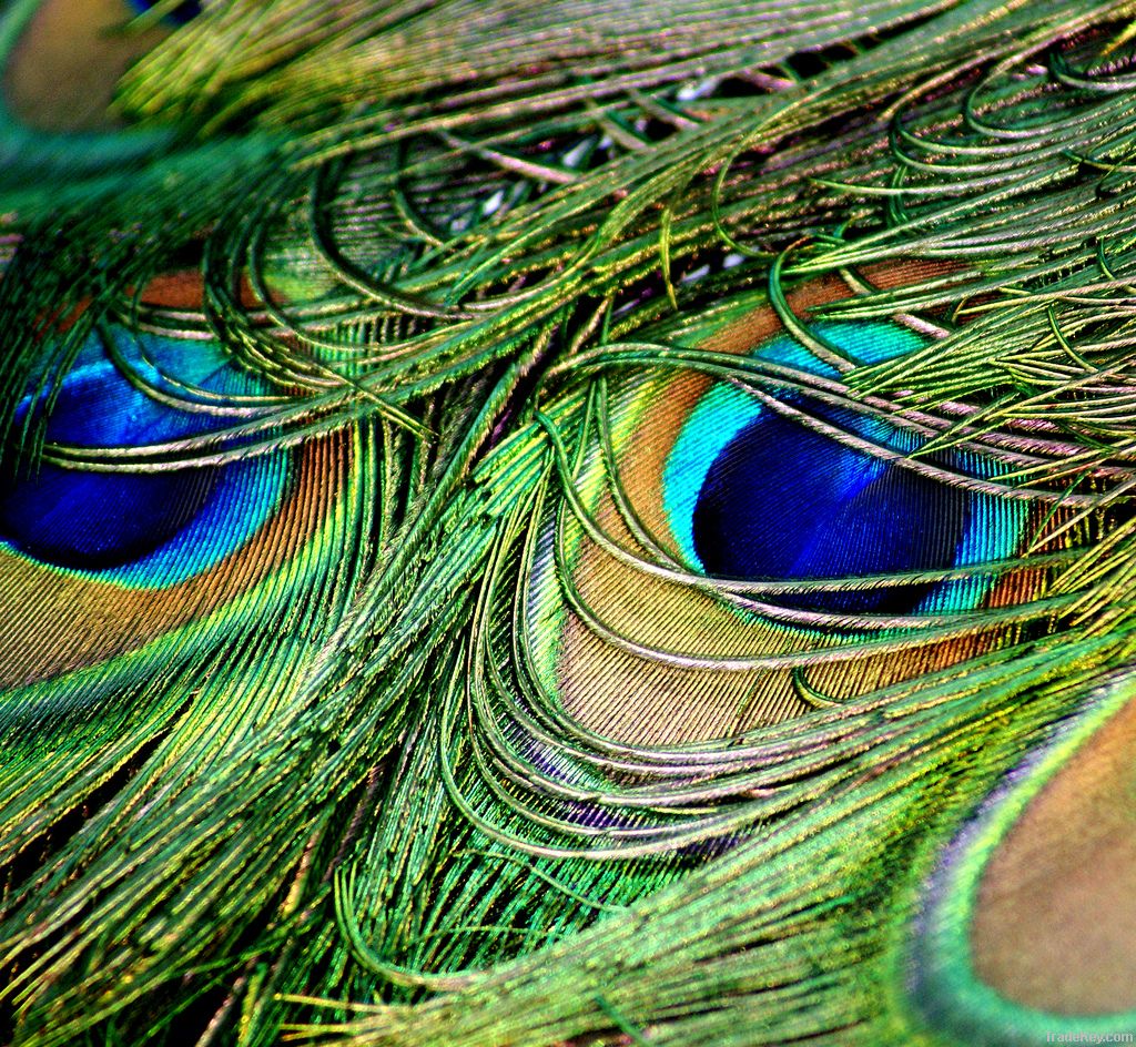 peacock and ostrich feathers for sale