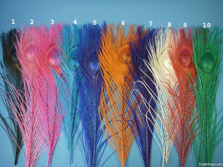 peacock and ostrich feathers for sale
