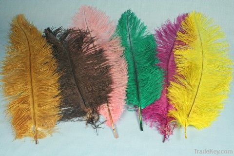 Ostrich, Peacock and Goose Feathers