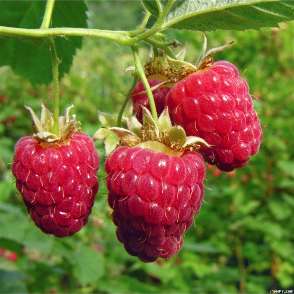 Raspberry plants for sale in India