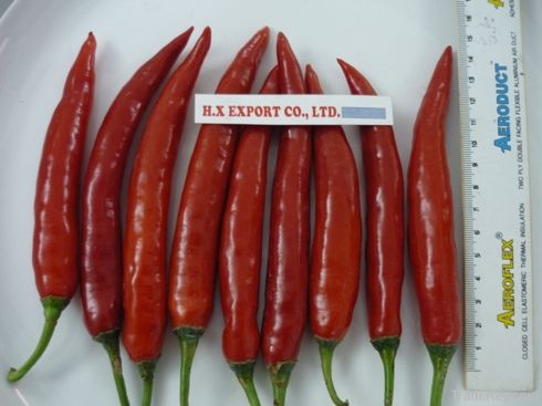 FRESH RED CHILLY