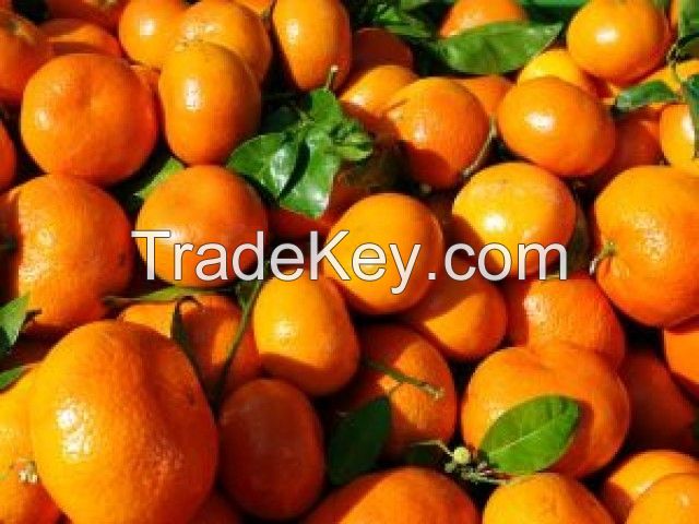 Mandarine / Kinow