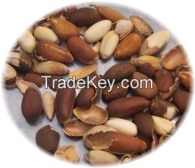 Pine Nut / Chilghoza