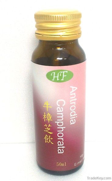 Antrodia camphorata Drink