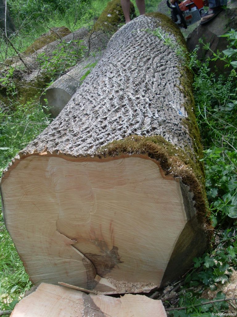 Veneer Ash logs