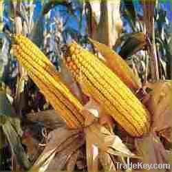 yellow corn