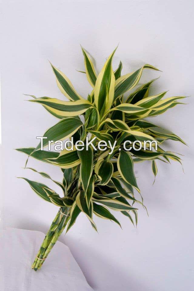 cut foliage, live rooted plants