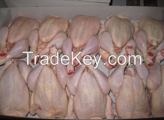 HALAL FROZEN CHICKEN CUTS AND WHOLE CHICKEN FOR EXPORT