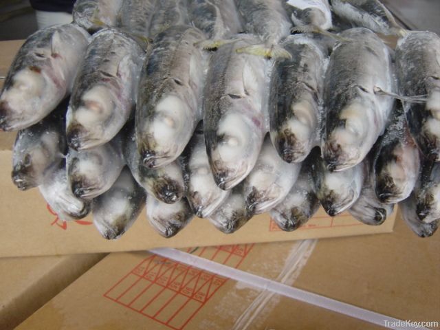 Frozen fresh scad(horse mackerel)