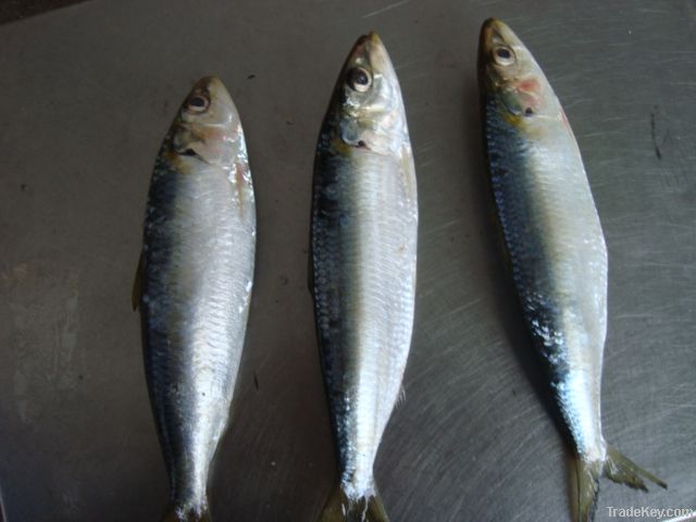 Frozen fresh sardine fish