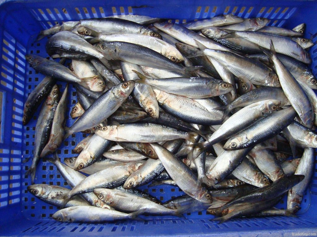 Frozen fresh sardine fish