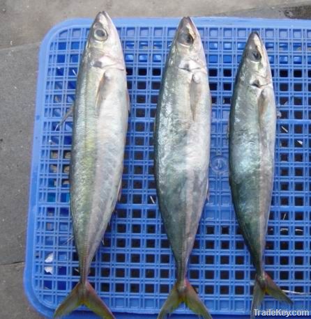 Frozen fresh scad(horse mackerel)