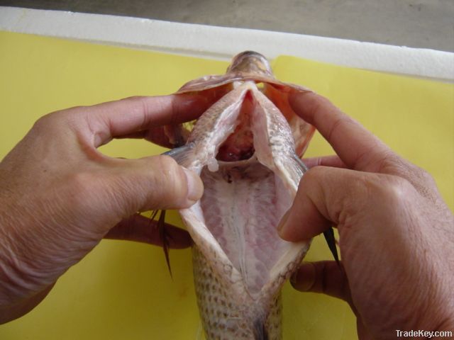 frozen black tilapia fillet(oreochromis niloticus)