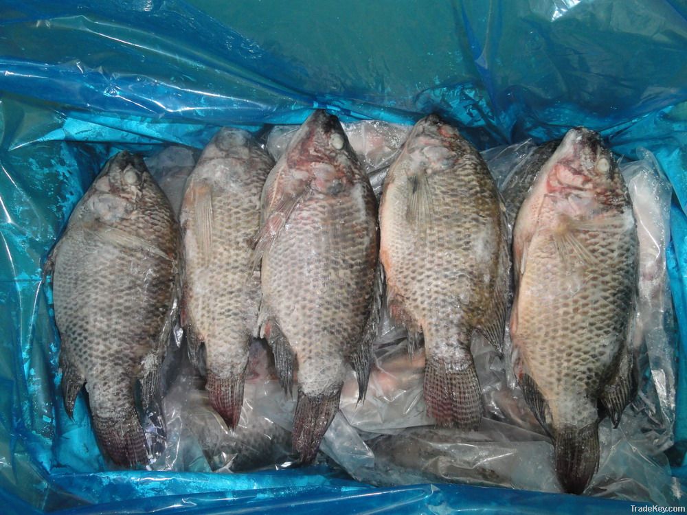 frozen black tilapia(oreochromis niloticus)