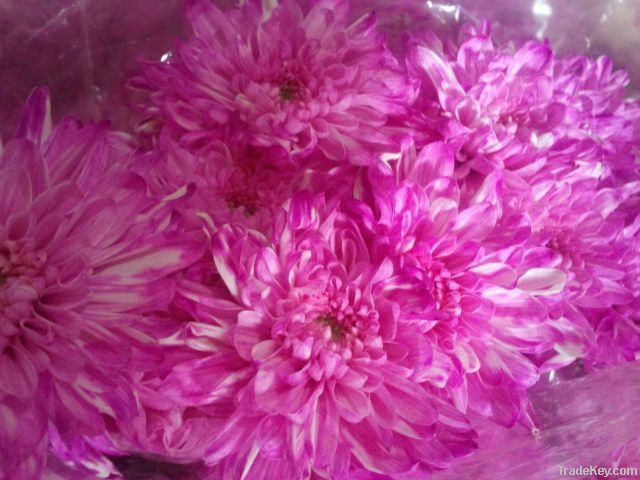 Chrysanthemum