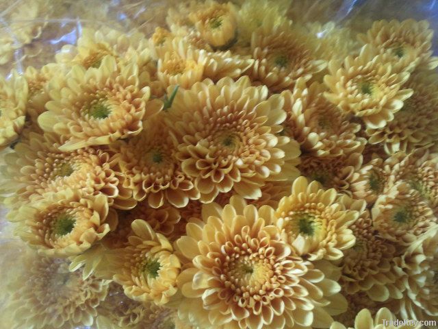 Chrysanthemum