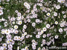 Aster Flowers