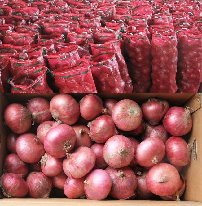 Fresh onions of China for sale