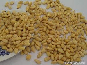 pine nut kernel