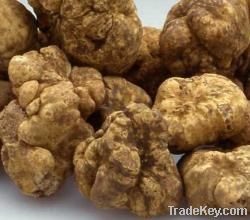 Fresh white truffles Tuber magnatum pico
