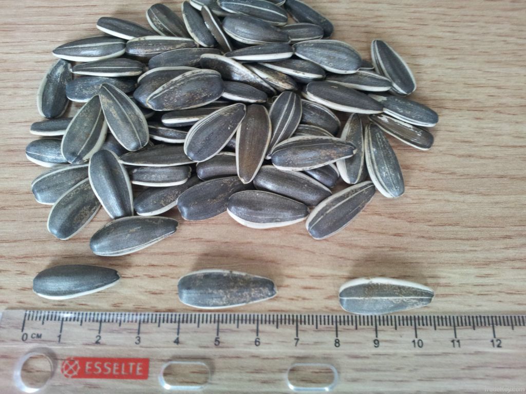 Grey sunflower seeds