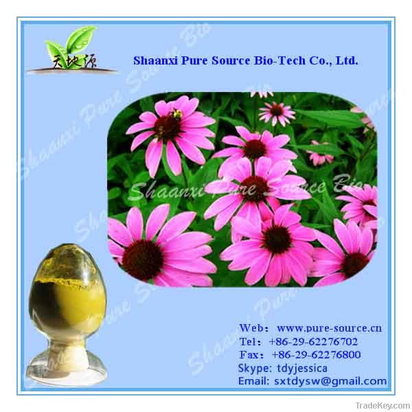 Echinacea Extract Polyphenol