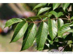 Product Name :Olive Leaf extract